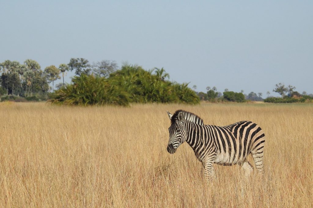 mbele travel destino botsuana ruta 02