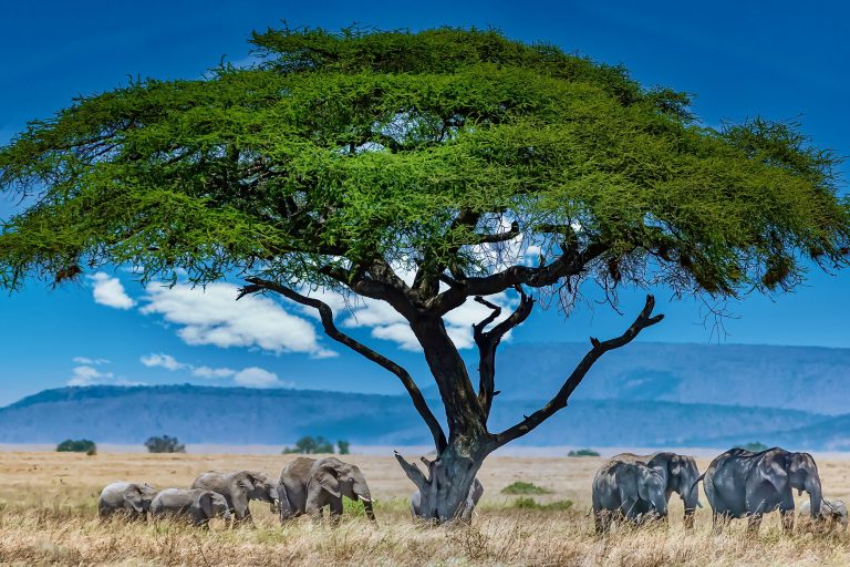 mbele travel destino kenia ruta 02