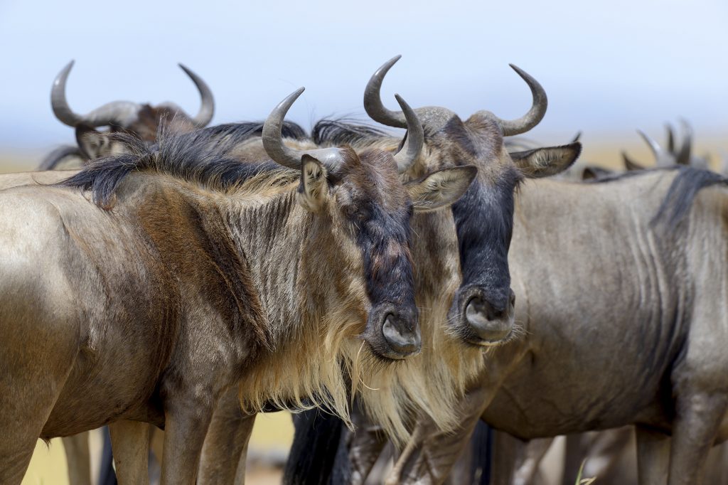 mbele travel destino kenia ruta