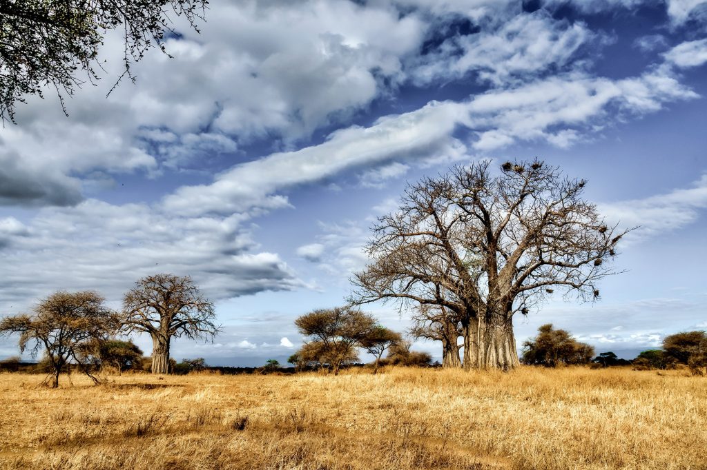 mbele travel destino tanzania