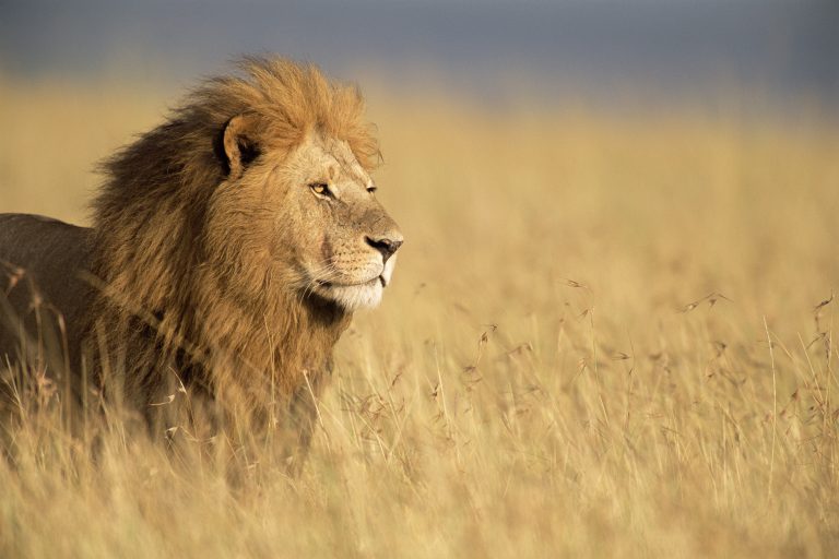 mbele travel destino tanzania ruta 03