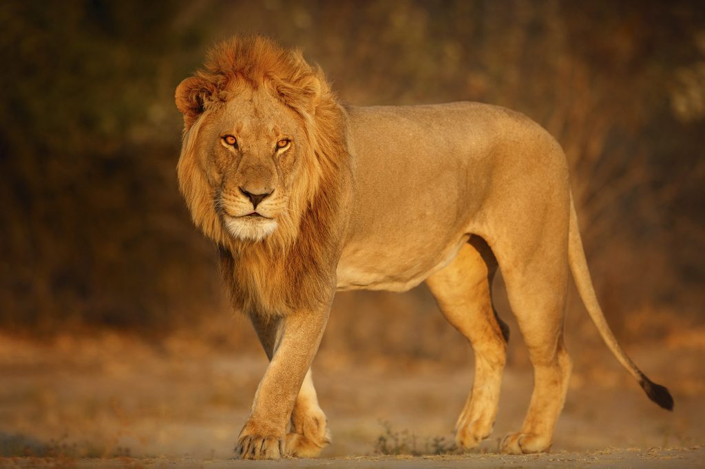 mbele travel destino tanzania ruta