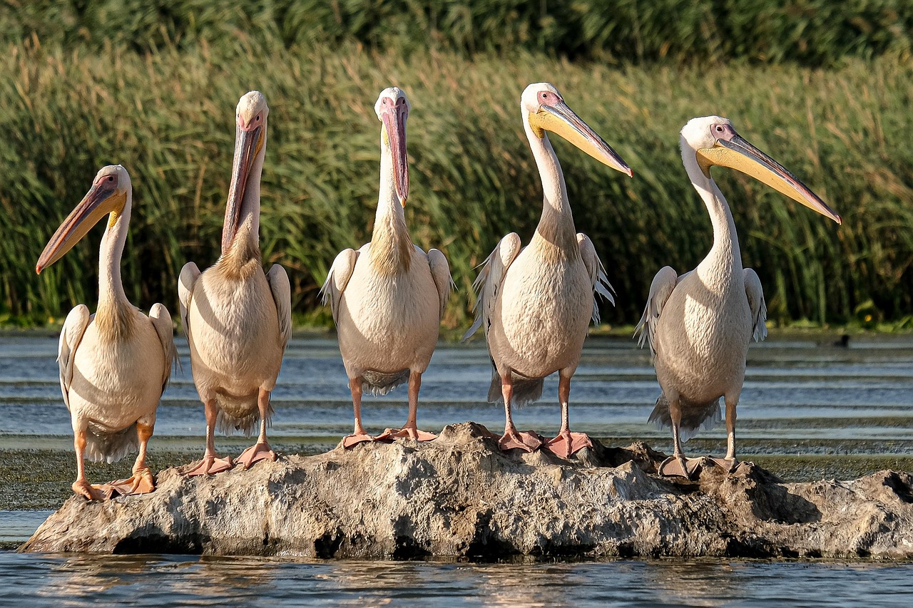 great white pelicans 5791396 1280