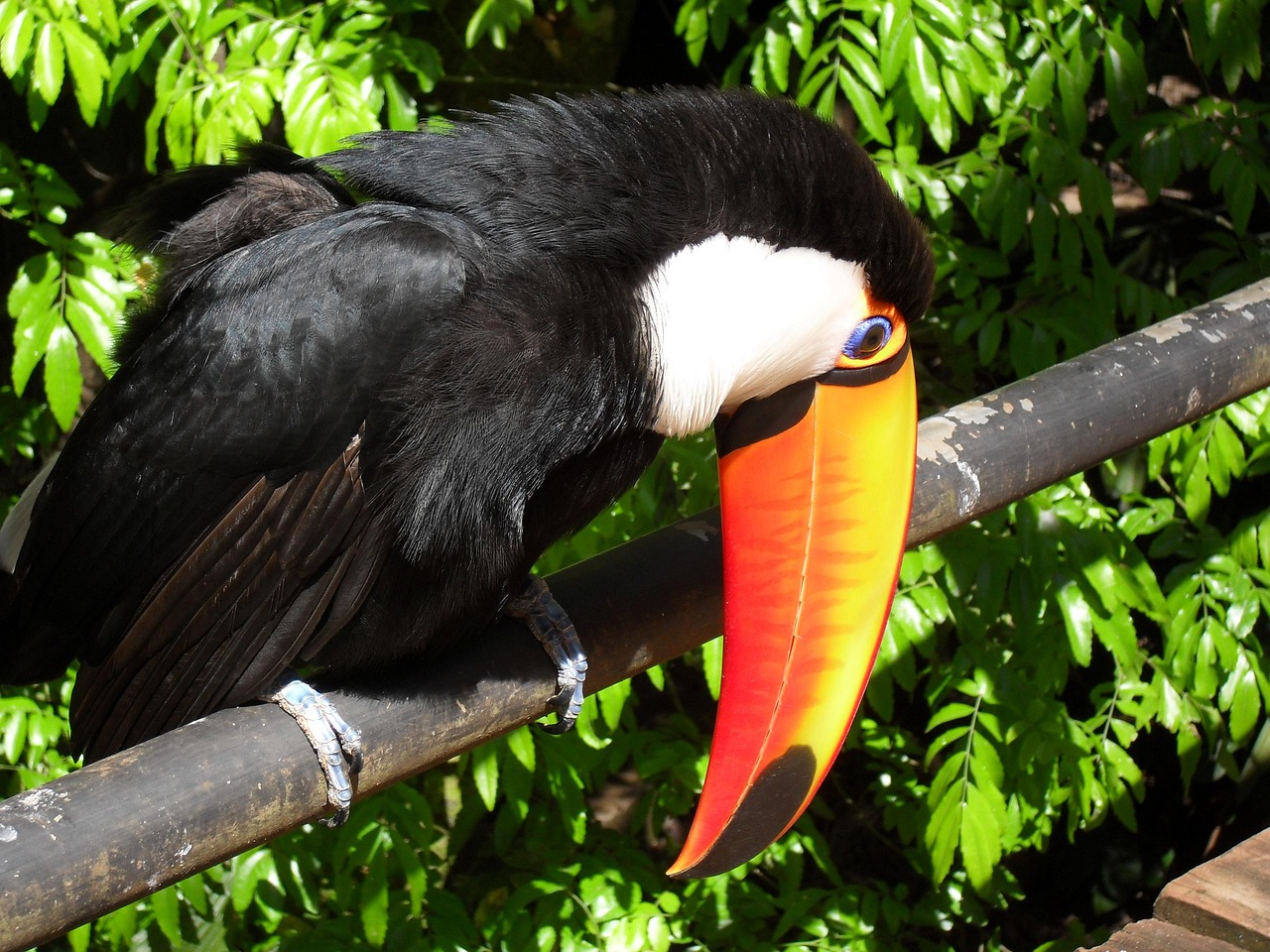 toucan 521493 1280