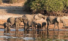 chobe