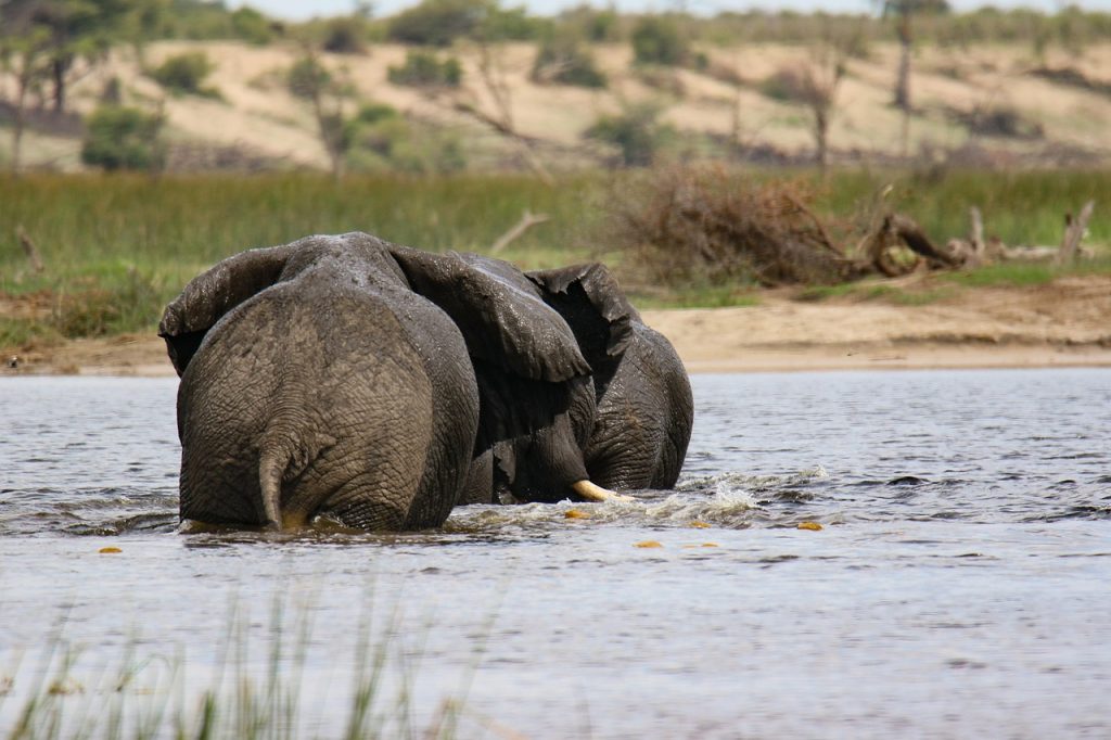 elephants 6788416 1280